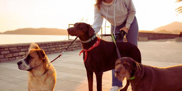 3 Dogs on a walk together