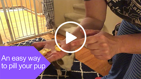 a sneaky way to pill your pup