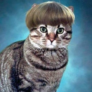 anton-cat-photo-contest-winner