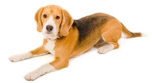 Beagle dog lying down