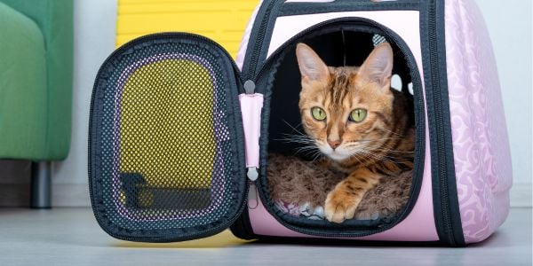 bengal cat lying in a carrier with the door open-shutter