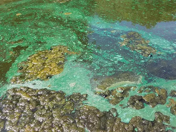 Blue Green Algae from USEPA