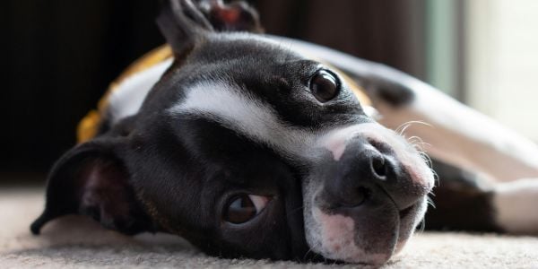 boston terrier dog lying down-canva