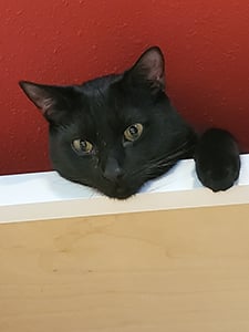 cat Ollie on the ceiling