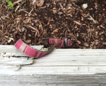 cat collar caught on a fence
