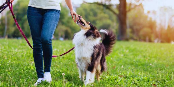 Collie on a dog walk