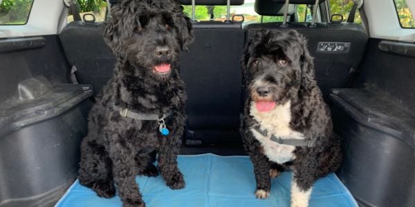 cooling mat used in the back of suv with dogs standing on it