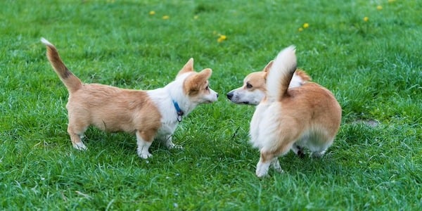 corgi puppy meeting adult corgi