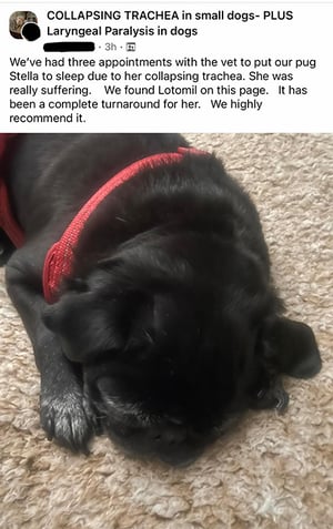 CT Collapsed Trachea FB Group