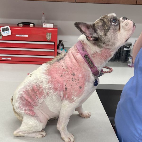 frenchie dog with calcinosis cutis on neck back and side of his legs