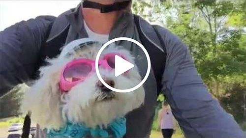 Daisy Born to be Wild