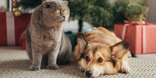 dog and cat in front of christmas tree