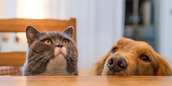 dog and cat looking up from the dining table
