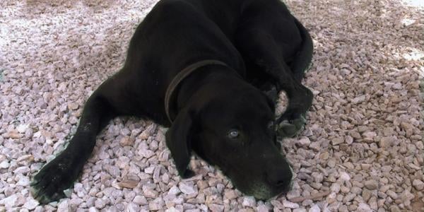 stop dog eating rocks or gravel