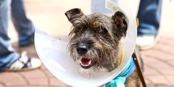 dog in cone of shame