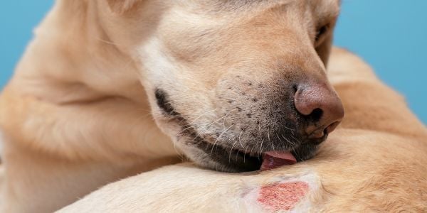 dog licking a wound on back hip-canva