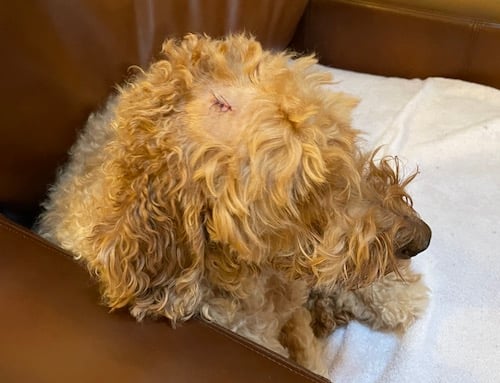 dog mass removed from head