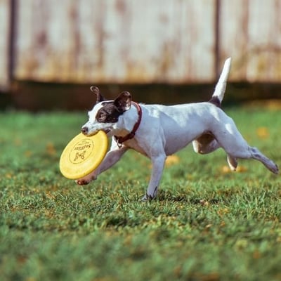 dog off leash playing frisbee