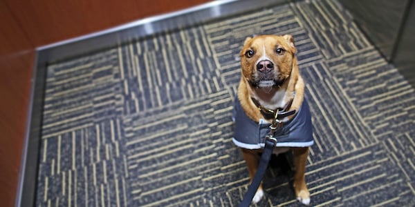 dog sitting and looking at owner while riding in elevator