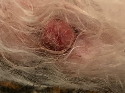 histiocytoma dog skin mass