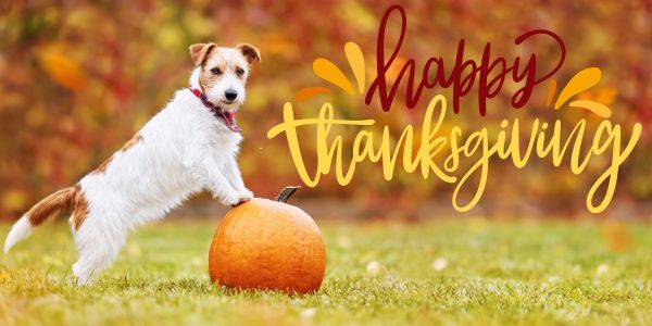 dog standing on pumpkin with happy thanksgiving message
