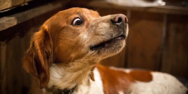 dog swallowed something he should not have-shutter