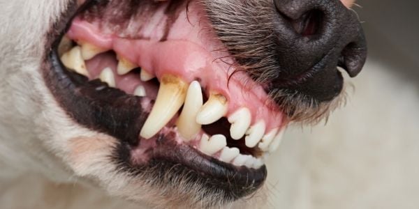 Acumulación de placa y tártaro en perros