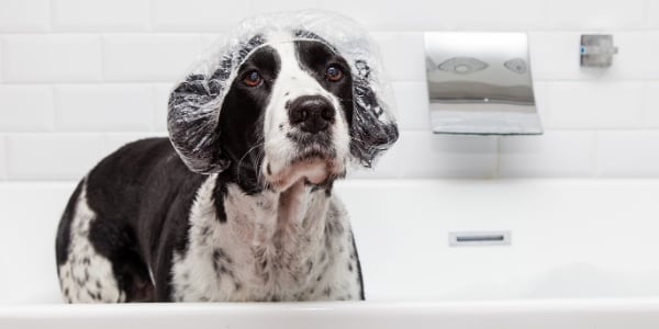 dog wearing shower cap waiting for shampoo