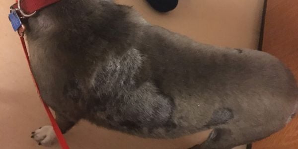 Dog with ringworm skin condition