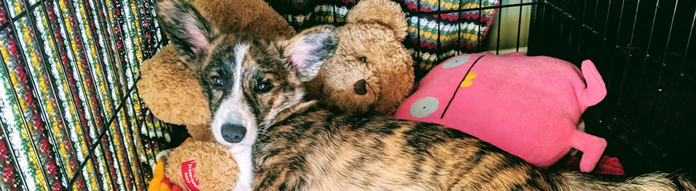 dog loving being in crate