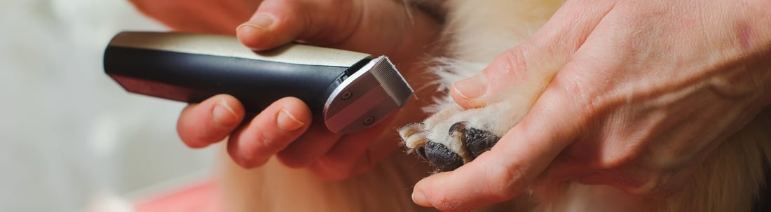 Dog grooming resources for pet owners