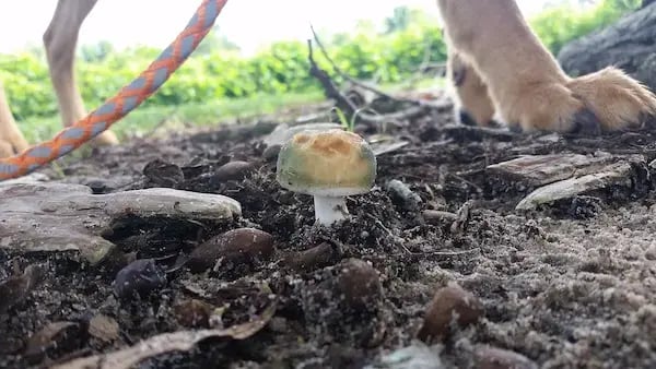 dog-hiking-mushrooms