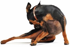 Dog is itchy and scratching