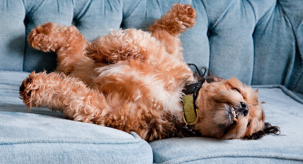 Perro en un sofá con picor en la piel
