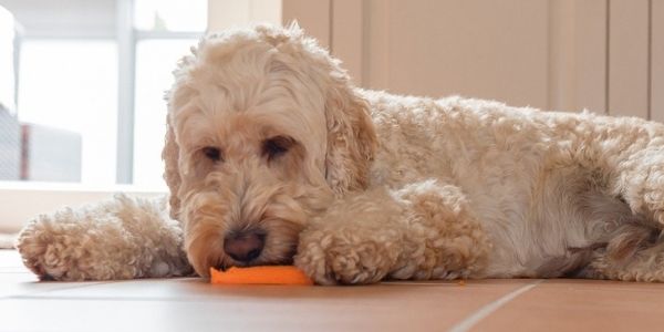 dog eating a carrot