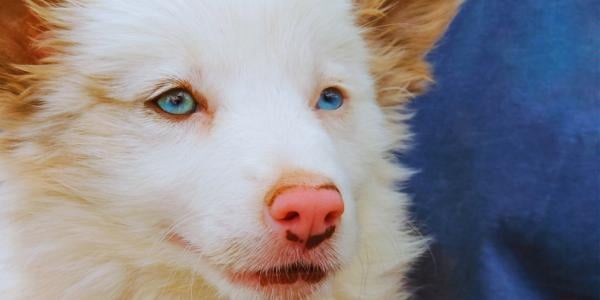 double merle deaf dog 600 canva
