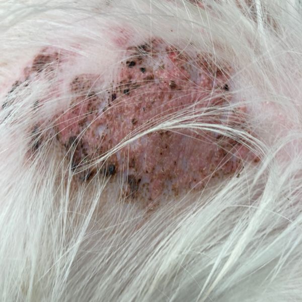 early calcinosis cutis skin disease in dogs