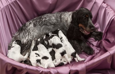 english cocker spaniel nursing her puppies 