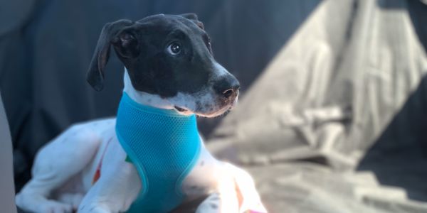 great dane puppy wearing a harness going home for the first time