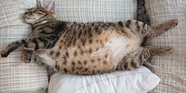 fat cat lying on the couch