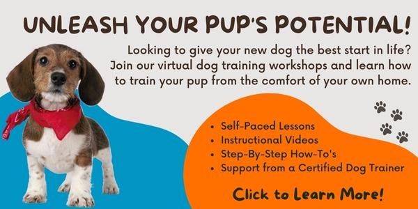 Virtual puppy training workshops $9