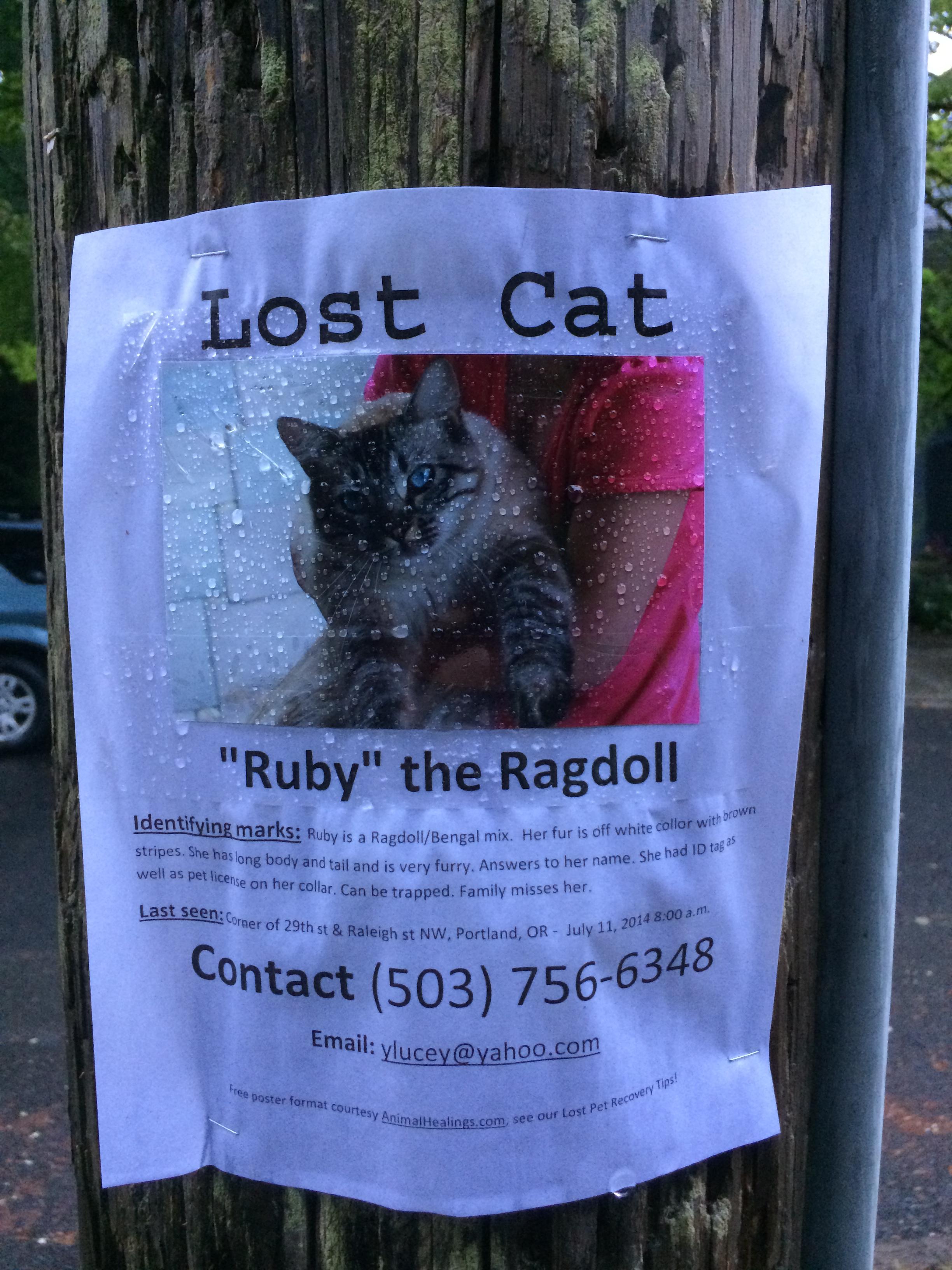 Lost-cat-poster