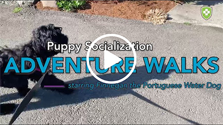 Finnegans socialization adventure