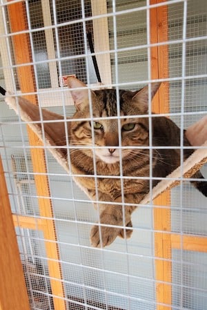 foster cat in suspended bed