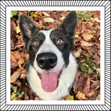 Fozzie Bear in Foliage