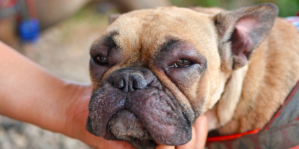 french bulldog with a swollen face from a bee sting