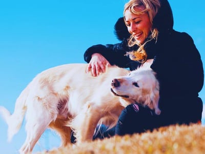Golden retriever enjoying being petted