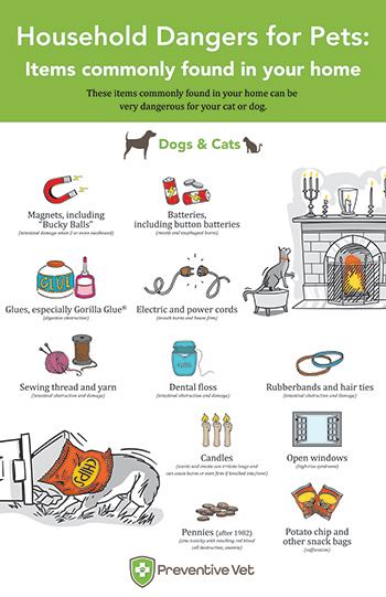 Household pet safety hazards