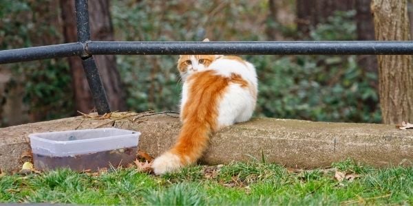 how to find a lost cat