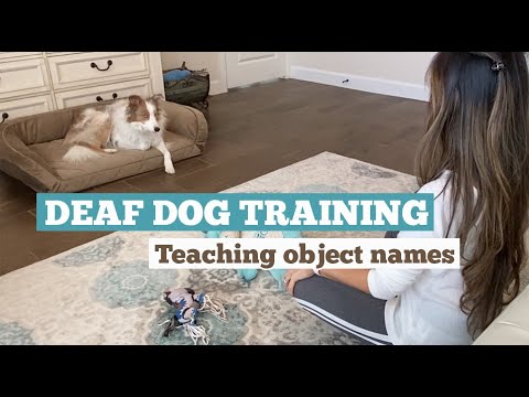 Deaf Dog Training - Teaching Object Names #dogtraining #deafdog #bordercollie #signlanguage